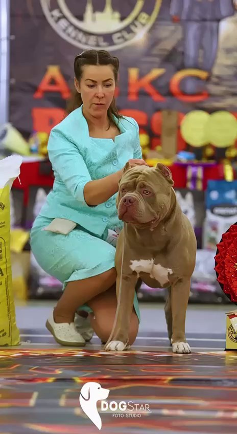 Участие в выставках. Американские булли XL в г. Калининград. Питомник Great Bully UNIVERSE