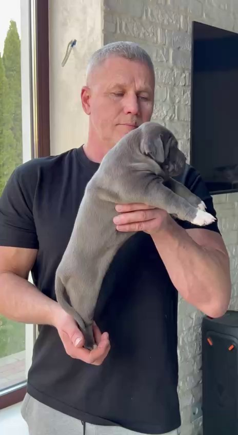 Видео GBU Xanamoon. Американские булли XL в г. Калининград. Питомник Great Bully UNIVERSE