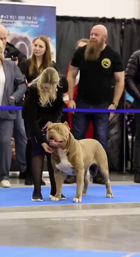 Видео Хантер. Американские булли XL в г. Калининград. Питомник Great Bully UNIVERSE