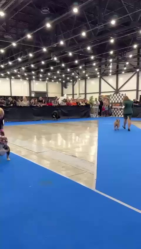 Участие в выставках. Американские булли XL в г. Калининград. Питомник Great Bully UNIVERSE