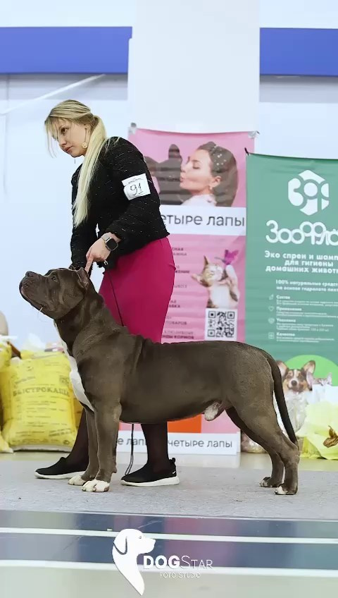 Участие в выставках. Американские булли XL в г. Калининград. Питомник Great Bully UNIVERSE