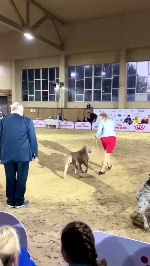 Участие в выставках. Американские булли XL в г. Калининград. Питомник Great Bully UNIVERSE
