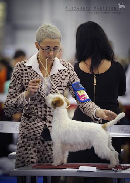 РОССИЯ 2012. Lovely-Orange питомник джек рассел терьеров