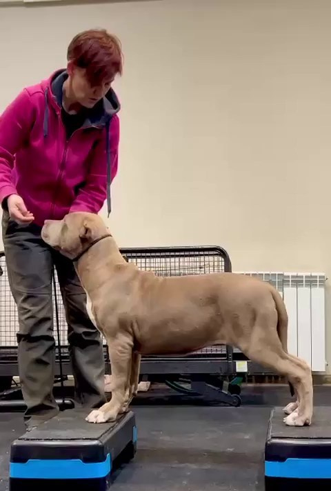 Hunter&Queenie, 10.09.25. Американские булли XL в г. Калининград. Питомник Great Bully UNIVERSE