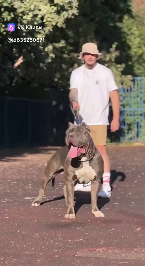 Участие в выставках. Американские булли XL в г. Калининград. Питомник Great Bully UNIVERSE