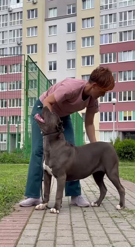 Hunter&Queenie, 13.01.25. Американские булли XL в г. Калининград. Питомник Great Bully UNIVERSE