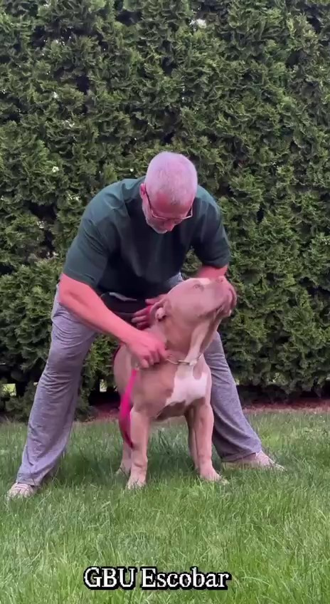 Видео GBU ESKOBAR. Американские булли XL в г. Калининград. Питомник Great Bully UNIVERSE