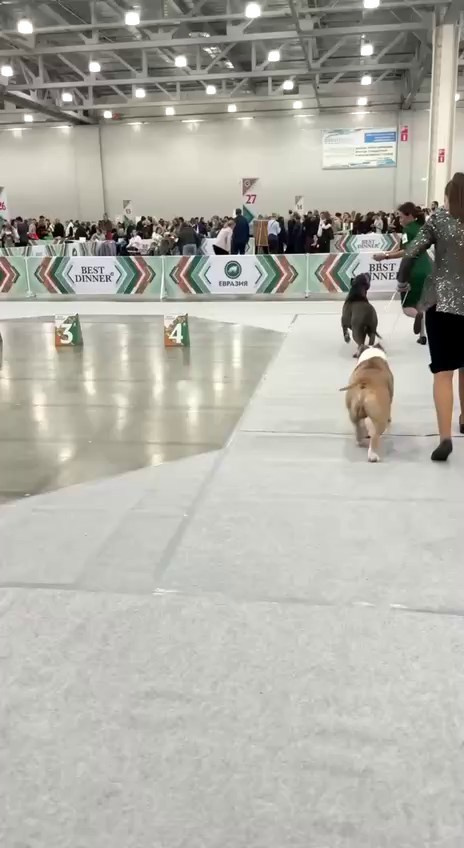 Участие в выставках. Американские булли XL в г. Калининград. Питомник Great Bully UNIVERSE