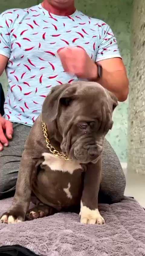 Hunter&Queenie, 10.09.25. Американские булли XL в г. Калининград. Питомник Great Bully UNIVERSE