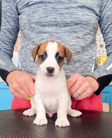 Кобель. Lovely-Orange питомник джек рассел терьеров