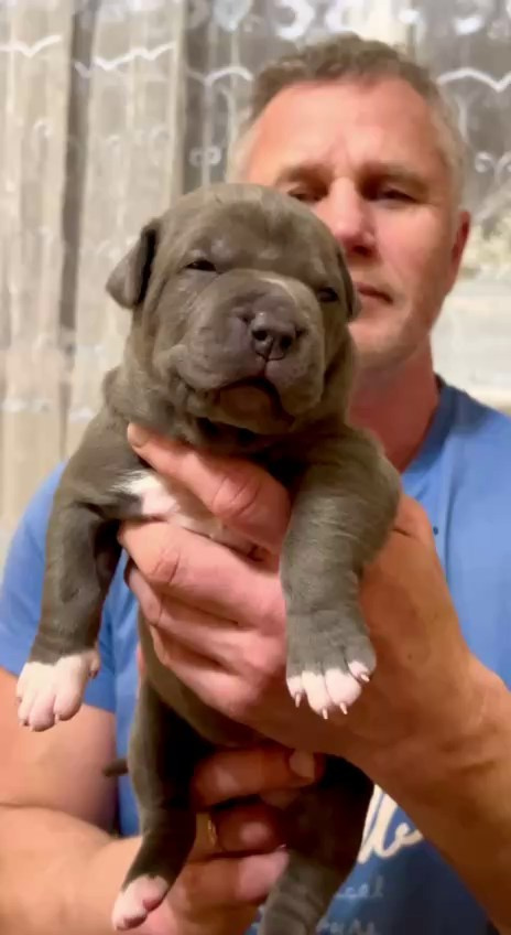 Видео GBU Xanamoon. Американские булли XL в г. Калининград. Питомник Great Bully UNIVERSE