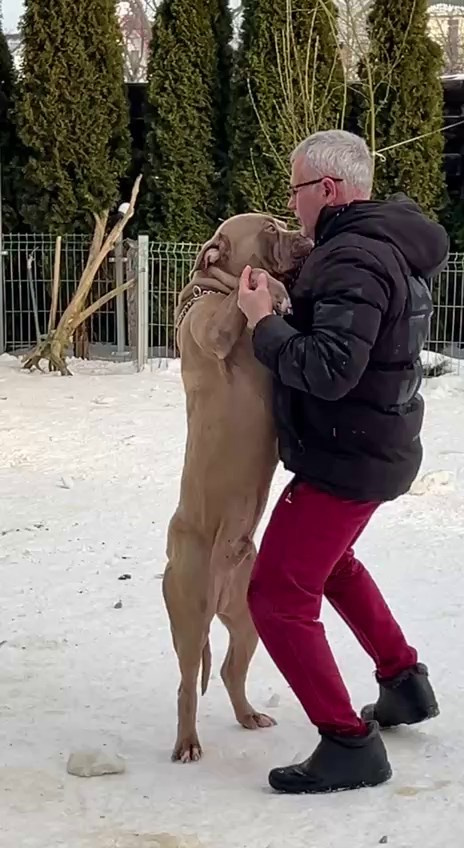 Видео GBU ESKOBAR. Американские булли XL в г. Калининград. Питомник Great Bully UNIVERSE