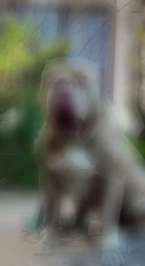 Видео Хантер. Американские булли XL в г. Калининград. Питомник Great Bully UNIVERSE