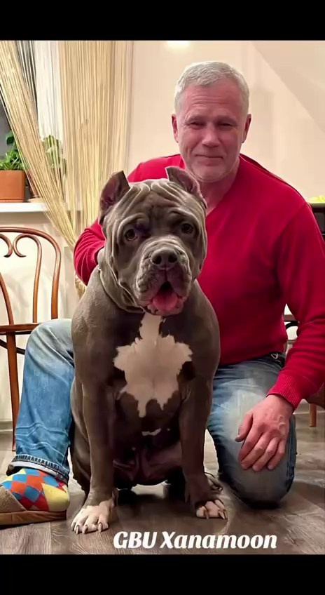 Hunter&Queenie, 13.01.25. Американские булли XL в г. Калининград. Питомник Great Bully UNIVERSE