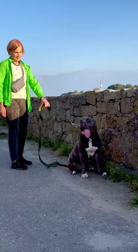 Видео GBU Xanamoon. Американские булли XL в г. Калининград. Питомник Great Bully UNIVERSE