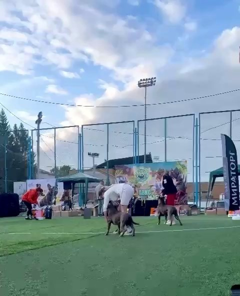 Участие в выставках. Американские булли XL в г. Калининград. Питомник Great Bully UNIVERSE