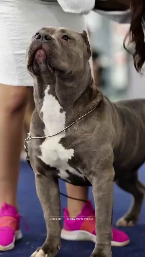 Участие в выставках. Американские булли XL в г. Калининград. Питомник Great Bully UNIVERSE