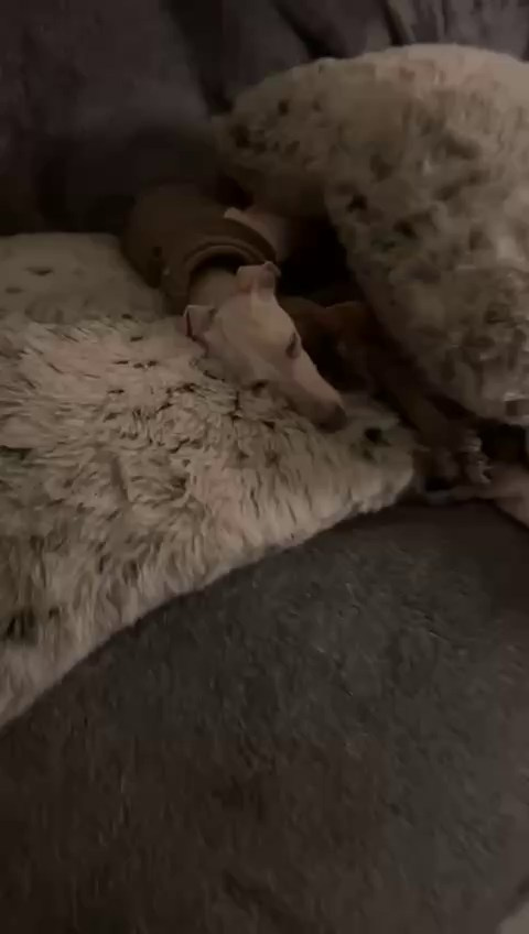 Левретки и кошки. Профессиональный питомник левреток РКФ/FCI ASTI SAPPHIRE 💎 Сочи|Санкт-Петербург