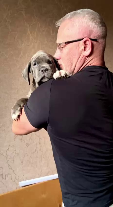 Hunter&Queenie, 10.09.25. Американские булли XL в г. Калининград. Питомник Great Bully UNIVERSE