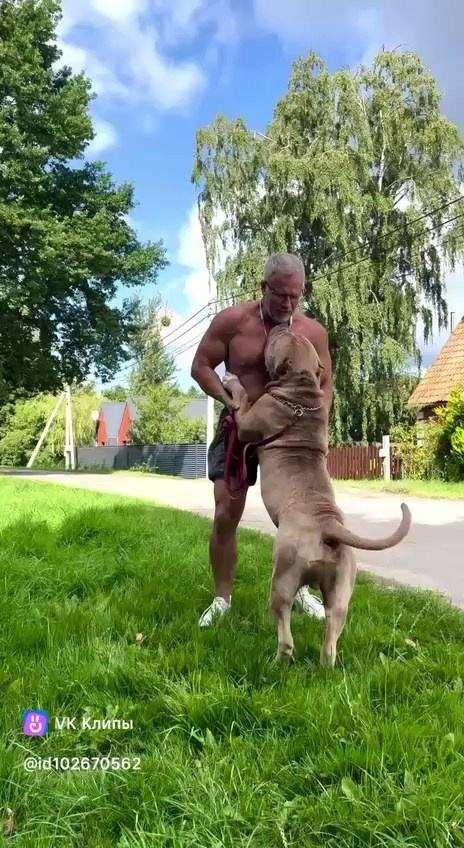 Видео Хантер. Американские булли XL в г. Калининград. Питомник Great Bully UNIVERSE