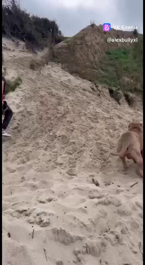 Видео Хантер. Американские булли XL в г. Калининград. Питомник Great Bully UNIVERSE