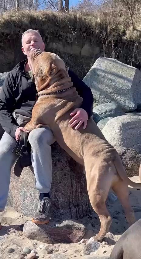 Видео Хантер. Американские булли XL в г. Калининград. Питомник Great Bully UNIVERSE