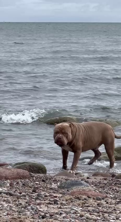 Видео Хантер. Американские булли XL в г. Калининград. Питомник Great Bully UNIVERSE