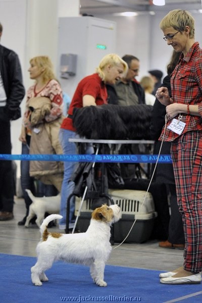 ЕВРАЗИЯ 2014. Lovely-Orange питомник джек рассел терьеров