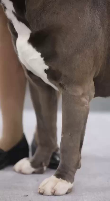 Участие в выставках. Американские булли XL в г. Калининград. Питомник Great Bully UNIVERSE