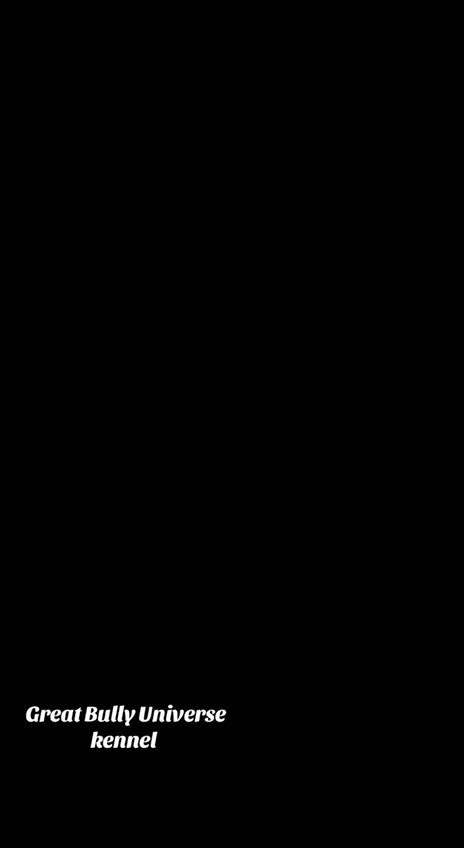 GBU RUNA. Американские булли XL в г. Калининград. Питомник Great Bully UNIVERSE