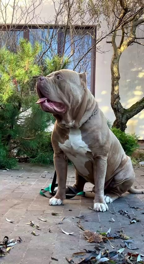 Видео Хантер. Американские булли XL в г. Калининград. Питомник Great Bully UNIVERSE