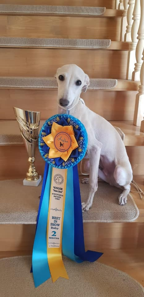 Asti Sapphire Tsezar Ruier Empire. Профессиональный питомник левреток РКФ/FCI ASTI SAPPHIRE 💎 Сочи|Санкт-Петербург