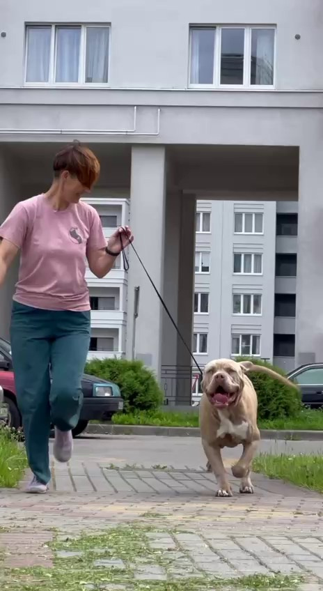 Видео GBU ESKOBAR. Американские булли XL в г. Калининград. Питомник Great Bully UNIVERSE
