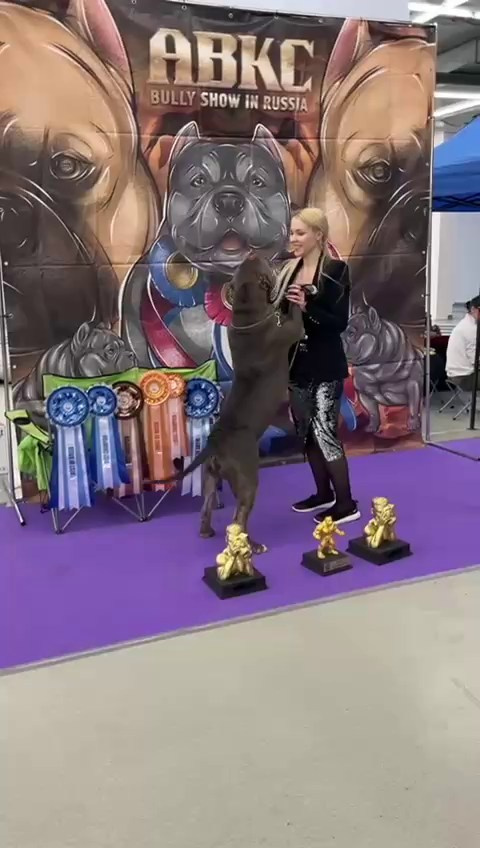 Участие в выставках. Американские булли XL в г. Калининград. Питомник Great Bully UNIVERSE