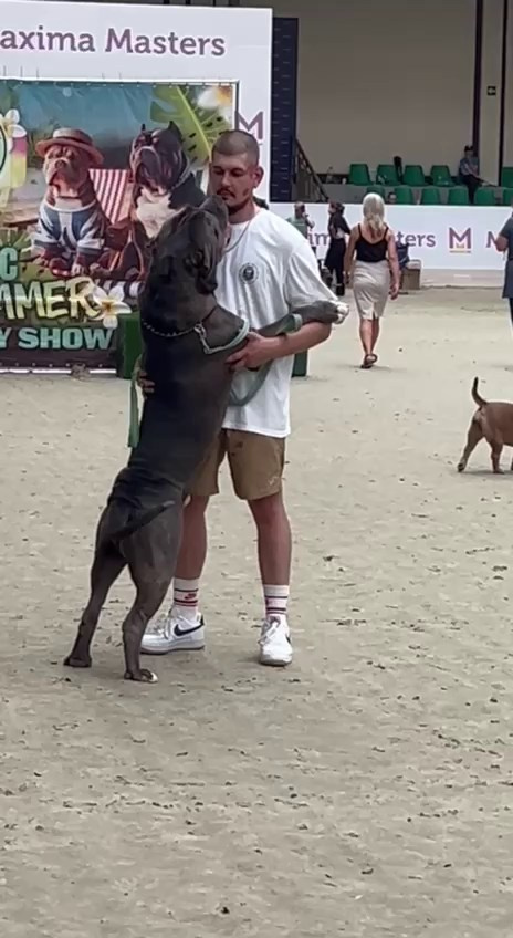 Участие в выставках. Американские булли XL в г. Калининград. Питомник Great Bully UNIVERSE