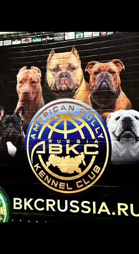 Участие в выставках. Американские булли XL в г. Калининград. Питомник Great Bully UNIVERSE