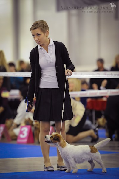 РОССИЯ 2012. Lovely-Orange питомник джек рассел терьеров