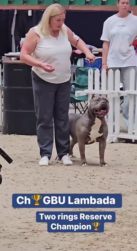 Участие в выставках. Американские булли XL в г. Калининград. Питомник Great Bully UNIVERSE