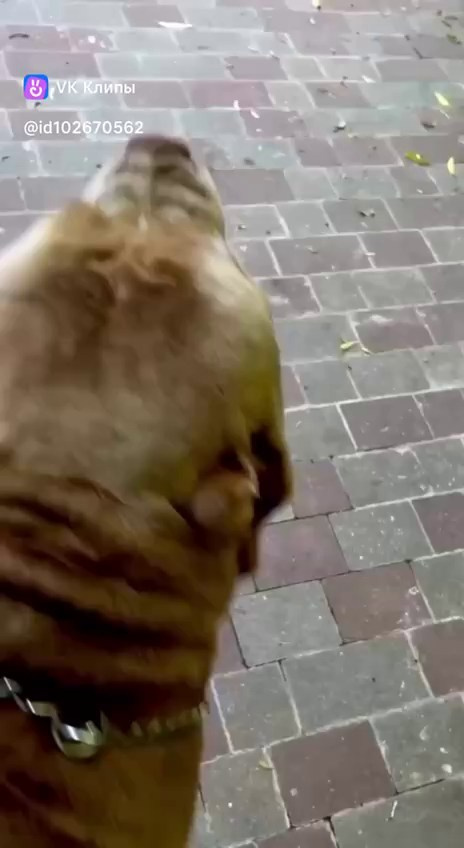 Видео Хантер. Американские булли XL в г. Калининград. Питомник Great Bully UNIVERSE