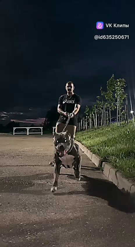 Участие в выставках. Американские булли XL в г. Калининград. Питомник Great Bully UNIVERSE