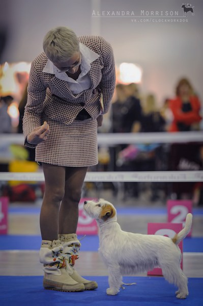 РОССИЯ 2012. Lovely-Orange питомник джек рассел терьеров