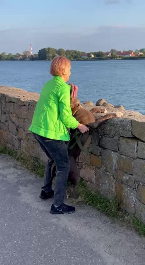 Видео GBU Xanamoon. Американские булли XL в г. Калининград. Питомник Great Bully UNIVERSE