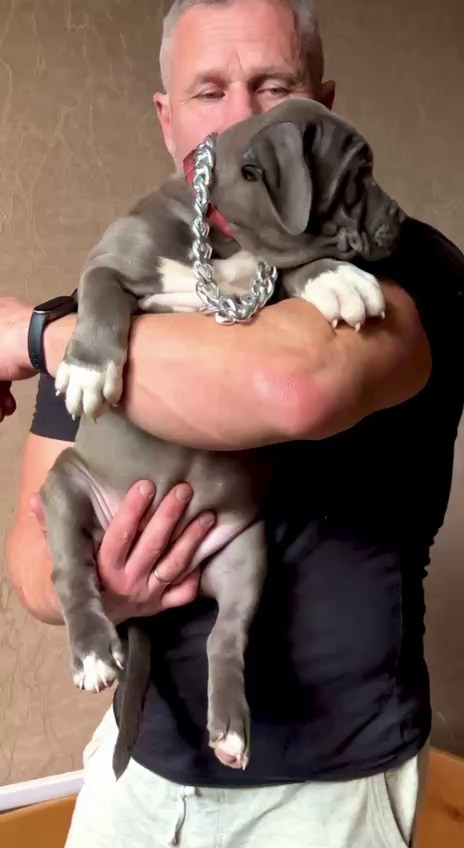 Hunter&Queenie, 10.09.25. Американские булли XL в г. Калининград. Питомник Great Bully UNIVERSE