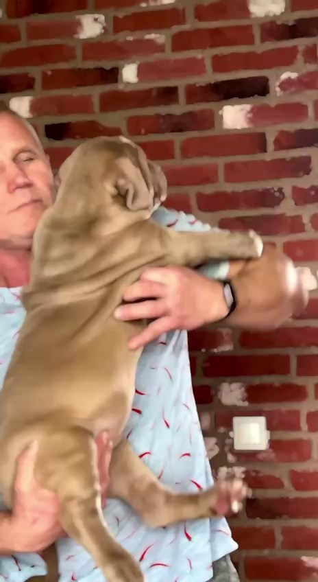 Hunter&Queenie, 10.09.25. Американские булли XL в г. Калининград. Питомник Great Bully UNIVERSE