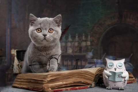 Enigma. Mauna Gastonia