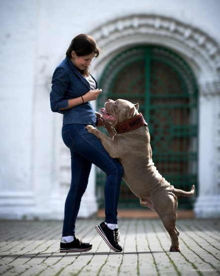 Крутой американский булли в типе стандарт, мощный представитель своей породы 