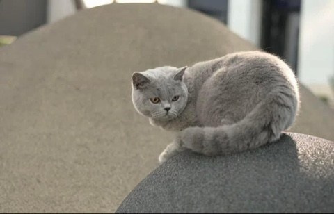 Enigma. Mauna Gastonia