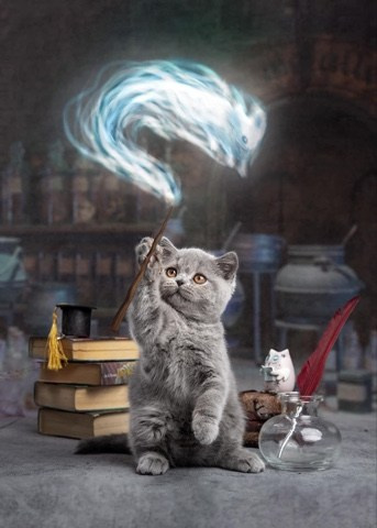 Enigma. Mauna Gastonia