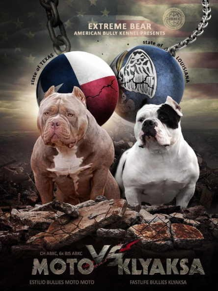 American Bully официальный питомник в Сочи
