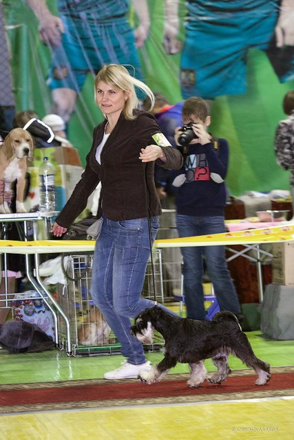 Питомник Делинсо Бэлэнс, щенки цвергшнауцера, купить щенка цвергшнауцера, питомник цвергшнауцеров, кобель цвергшнауцера для вязки, щенок цвергшнауцера, питомник цвергшнауцеров, черный с серебром, цверг, лучший питомник в беларуси, питомник цвергшнауцеров минск